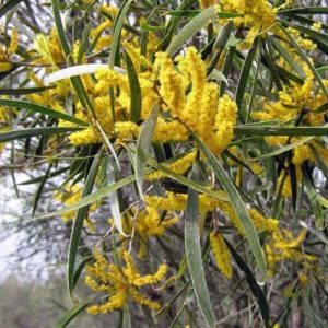 Acacia acuminata – Raspberry Jam Wattle seeds x 20
