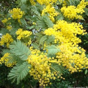Acacia decurrens – Green Wattle seed x30