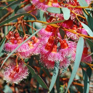Eucalyptus torquata – Coral Gum seed x 3 grams (bulk)